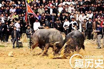 侗族节日  侗族的斗牛节有什么特点