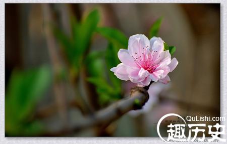 描写桃花的诗句有哪些？赞美桃花的诗句