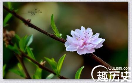 描写桃花的诗句有哪些？赞美桃花的诗句