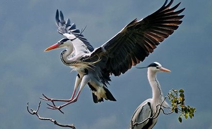 连理枝、比翼鸟：中国古典诗词常用典故之一，如白居易《长恨歌》