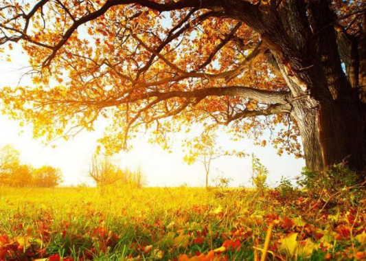 李嘉诚挂在办公室的座右铭！《平常是道》相较《陋室铭》有什么特别之处？