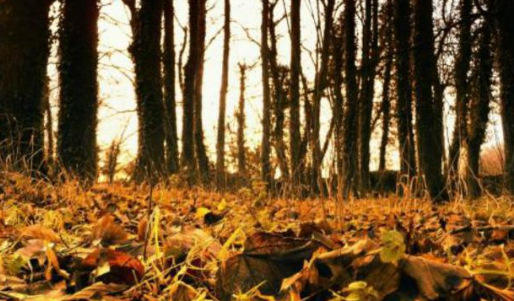 李嘉诚挂在办公室的座右铭！《平常是道》相较《陋室铭》有什么特别之处？