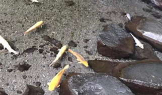 柳宗元的辞赋寓言特点有哪些?