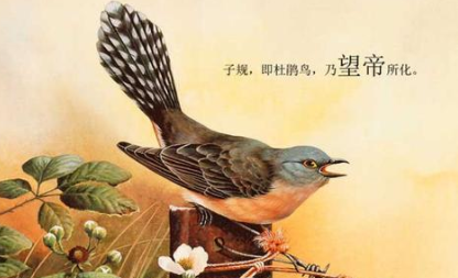 杜鹃:中国古典诗词常用典故之一,如辛弃疾《定风波》